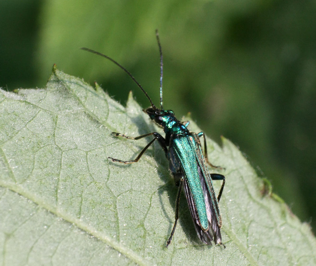 Agapanthia? - No. Oedemera nobilis - (Oedemeridae)